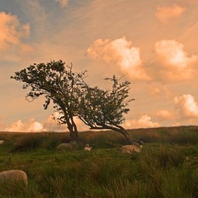 关于“开云电竞APP”app下载